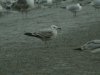 Caspian Gull at Hole Haven Creek (Steve Arlow) (144469 bytes)